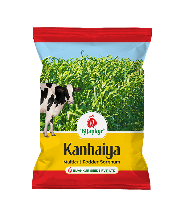 Kanhaiya Fodder Sorghum